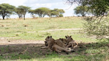 Serengeti Tarangire Ulusal Parkı Tanzanya Afrika 'nın yemyeşil ovalarında uzanan aslanların huzur dolu ve huzurlu bir görüntüsü.