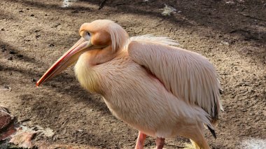 Göz kamaştırıcı ve zarif bir pelikan güzel pembe tüylerle süslenmiş doğal ortamında zarifçe duruyor.