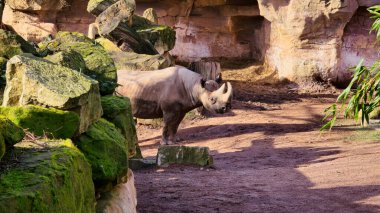 Huzurlu bir an, görkemli bir gergedanı doğal ortamında kayaların ve yemyeşil otlakların arasında yakalıyor.