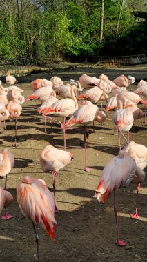 Canlı ve büyüleyici bir sahne. Huzurlu bir doğal ortamda büyük bir grup göz kamaştırıcı flamingo tasvir ediyor.