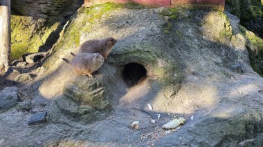 Çöl fareleri yuvalarının yakınında etkileşime girer ve oynarlar. Meraklı ve sosyal doğalarını birbirleriyle gösterirler.