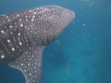 Filipinler 'in masmavi sularında süzülen bir balina köpekbalığının çarpıcı mavi tonunu ve zarif sualtında yüzerken görkemli yüzgecini gözler önüne seren olağanüstü bir görüntüsü.