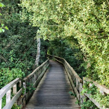 Canlı yeşillikler ve yüksek ağaçlarla çevrili huzurlu ve huzurlu bir ahşap geçit Steinhuder Meer