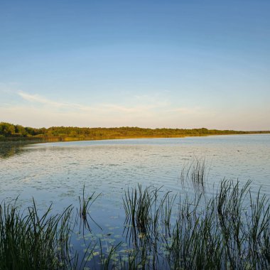Sakin ve sakin bir göl manzarası güzel bir şekilde sergilenir sakin sular, canlı yeşil sazlıklar ve berrak mavi bir gökyüzü