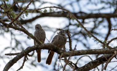 Serengeti Tanzanya Afrika 'nın parlak gökyüzünün altındaki sağlam bir ağaç dalında huzur içinde dinlenen iki kuşun yer aldığı güzel sakin bir sahne.