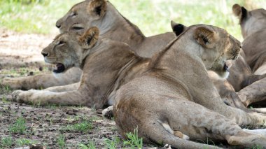 Sakin ve huzurlu bir manzara büyük bir aslan grubunu güneşli Tarangire Tanzanya Afrika 'nın altında dinlenirken gösteriyor.