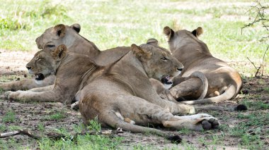 Aslanların gerçekten huzurlu bir anında geniş doğal ortamlarında huzur içinde uzanırken, Tarangire Tanzanya Afrika 'da sükunet hüküm sürer.