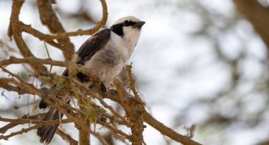 Bir dalda huzur içinde dinlenen çarpıcı güzellikteki bir kuş eşsiz ve renkli tüylerini sergiliyor: Serengeti Tanzanya Afrika