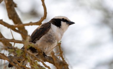 Nefes kesici ve çarpıcı bir kuş, doğal habitatı Serengeti Tanzanya Afrika 'daki eşsiz tüylerini sergileyerek, bir dalın üzerinde huzur içinde yatar.