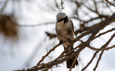Dalda dinlenen ve tüylerini kuru ağaçların bulanık arka planına karşı sergileyen çarpıcı bir kuş. Serengeti Tanzanya Afrika