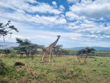 Zarif bir zürafa, bereketli ve yeşil manzaralarla çevrili güzel doğal ortamında görkemli bir şekilde uzundur Serengeti Tanzanya Afrika
