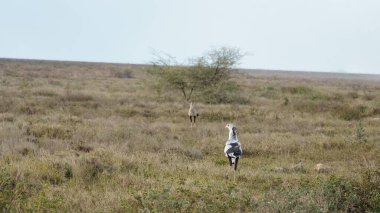 Uçsuz bucaksız ve geniş bir çayırda iki asil leylek, yalnız ve yapayalnız bir ağaç olan Serengeti Tanzanya Afrika tarafından ihtişamlı bir şekilde çerçevelenmiştir.