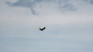 Göz kamaştırıcı ve canlı bir kuş zarif bir şekilde gökyüzünde bulutlu ve dingin bir zemin üzerinde süzülüyor.