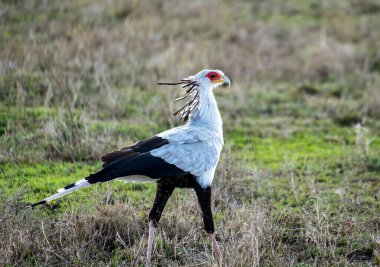 Gerçekten çarpıcı bir Sekreter Bird, zarif çimenli ortamında zarif bir şekilde yürüyor, zarafet ve güzellik sergiliyor, Serengeti Tanzanya Afrika