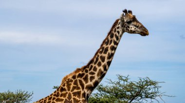 Serengeti Tanzanya Afrika 'nın açık mavi gökyüzüne zarif bir şekilde çerçevelenmiş bir zürafanın büyüleyici ve büyüleyici portresi.