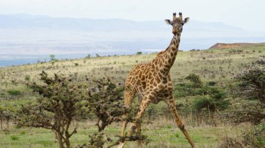 Güzel bir zürafa savanayı incelikle keşfediyor, doğadaki büyüleyici güzelliği gözler önüne seriyor Serengeti Tanzanya Afrika