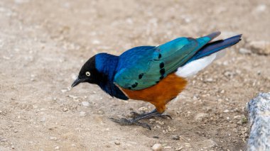 Nefes kesen doğal ortamında, güzel renkli bir kuş gururla serengeti Tanzanya Afrika tüylerini sergiliyor.