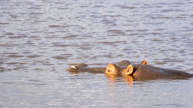 Ngorongoro Tanzanya Afrika sularında zarif sularda yüzen suaygırlarının sakin ve sakin manzarasının tadını çıkarmak için bir dakikanızı ayırın.
