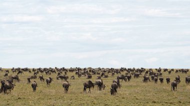 Çarpıcı bir manzara, açık mavi gökyüzü altında huzur içinde otlayan bir antilop sürüsünü gösteriyor Serengeti Tanzanya Afrika