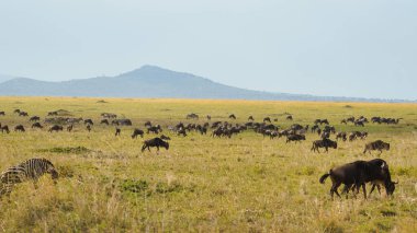 Serengeti Serengeti Afrika 'sında meydana gelen muhteşem ve nefes kesici Afrika antiloplarının göçüne tanık olun.