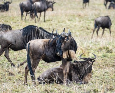 Serengeti Serengeti Tanzanya Afrika 'sının yemyeşil çayırlarında huzur içinde dinlenen ve otlayan büyük bir antilop sürüsü görülebilir.