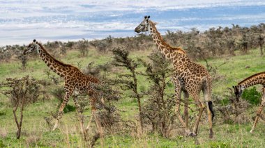İki görkemli zürafa, bulutlu gökyüzünün altındaki yemyeşil bir arazide huzur içinde otlarken görülebilir Serengeti Tanzanya Afrika