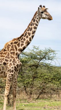 Uzun boylu bir zürafa doğal ortamında zarifçe poz veriyor, eşsiz ve güzel desenlerini sergiliyor Serengeti Tanzanya Afrika