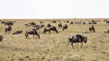Gelin ve Serengeti 'nin geniş arazisi Serengeti Tanzanya Afrika' da zarif otlayan antilopların nefes kesici manzarasına tanık olun.
