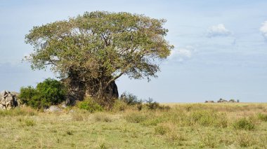 Büyüleyici bir akasya ağacı, uçsuz bucaksız Afrika ovasında yapayalnız duruyor. Doğanın güzelliklerini gözler önüne seriyor. Serengeti Tanzanya Afrika