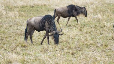 Büyük bir antilop sürüsü engin altın çayırlarda huzur içinde otluyor ve doğal güzellikleri serengeti Tanzanya Afrika 'da sergiliyor.