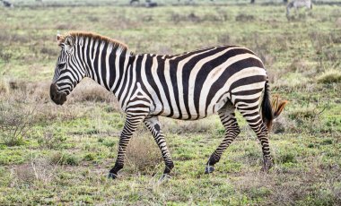 Geniş ve doğal habitatı Serengeti Tanzanya Afrika 'da zarifçe dolaşan bir zebrayı tasvir eden güzel sakin bir görüntü.