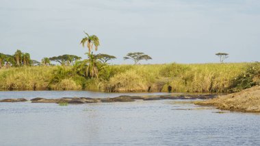 Huzurlu bir manzara yeşillik, su aygırları ve yansıtıcı suyla yemyeşil sulak bir arazi gösteriyor. Keşif ve rahatlamaya davetiye çıkaran Ngorongoro Tanzanya Afrika