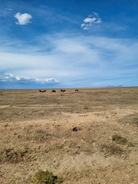 Geniş düzlükler berrak mavi gökyüzünün altında uzanır, uzak hayvanlarla süslenir huzur içinde otlayan Serengeti Tanzanya Afrika