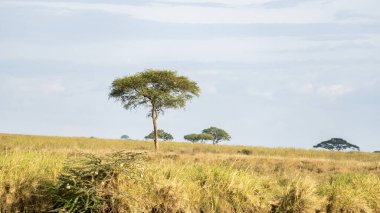 Serengeti Tanzanya Afrika 'sının güneşli mavi gökyüzünün altındaki altın çayır ağaçlarının sakin manzarası.