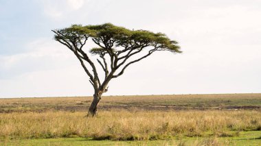 Yapayalnız bir akasya ağacı uçsuz bucaksız çayırlara karşı dimdik ayakta duruyor. Doğanın güzelliğini gözler önüne seriyor. Serengeti Tanzanya Afrika