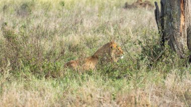 Görkemli bir aslan sinsice canlı savan otlarında dinleniyor, güzellikleri ve ihtişamı gözler önüne seriyor Serengeti Tanzanya Afrika
