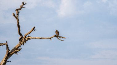 Görkemli bir kartal, geniş mavi gökyüzü Serengeti Tanzanya Afrika 'nın ortasında, yıpranmış ölü bir ağaç dalında huzur içinde dinleniyor.