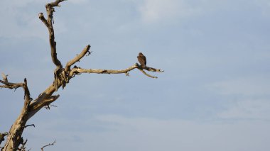 Yalnız bir kuş, doğanın derin güzelliğini ve sükunetini vurgulayarak, ince bir dalın üzerinde zarafetle dinlenir.