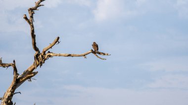 Serengeti Tanzanya Afrikası 'nın sakin mavi gökyüzünün altında serengeti yapraksız bir dala tünemiş çarpıcı ve renkli bir kuş.