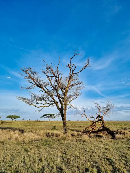 Mükemmel mavi gökyüzünün altında gururla ve uzun boylu bir ağaç duruyor Serengeti Tanzanya Afrika