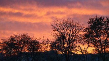 Gün batımından hemen önce canlı ve renkli bir günbatımı gökyüzüne bakan siluetli ağaçları gösteren nefes kesici bir manzara. Serengeti Tanzanya Afrika