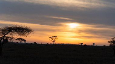 Büyüleyici bir günbatımı muazzam Afrika manzarasını ağaç siluetleriyle aydınlatıyor, muhteşem bir manzara yaratıyor Serengeti Tanzanya