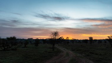 Gün batımında, gökyüzü canlı bir şekilde ağaçlarla kaplı ve önünde uzanan toprak bir yol olan Serengeti Tanzanya Afrika 'nın üzerine boyanır.