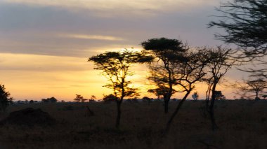 Sakin ağaçlarla süslenmiş engin savan manzarasını güzellikle aydınlatan nefes kesici bir günbatımı manzarası Serengeti Tanzanya Afrika