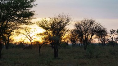 Huzurlu ve huzurlu bir günbatımı geniş savana karşı siluetli ağaçları sergiliyor, derin yansımalar yaratıyor.