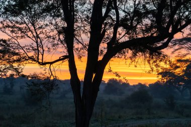 Serengeti Tanzanya Afrika 'sının arka planında canlı günbatımı renkleriyle süslenmiş görkemli bir ağacın şaşırtıcı derecede güzel bir silueti.