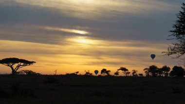 Sakin bir şafak söküyor, renkli sıcak hava balonları uçsuz bucaksız Afrika manzarası olan Serengeti Tanzanya Afrika 'ya çarpıyor.
