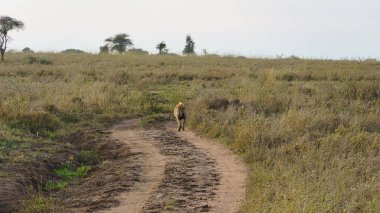 Görkemli bir sırtlan engin savanada Serengeti Tanzanya Afrika 'da dolaşan dolambaçlı toprak bir yolda zarifçe yürüyor.