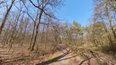 İlkbaharda çıplak ağaçlar ve açık mavi gökyüzüyle huzurlu bir orman yolunu keşfetmek, doğada huzuru davet etmek Mittellandkanal Hannover Kinderwald