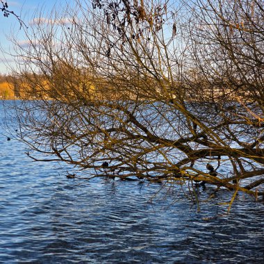 Sakin ve dingin bir sahne. Sakin bir nehrin üzerinde asılı duran çıplak dallar var. Maschsee Hannover 'ı güzel yansıtıyor.